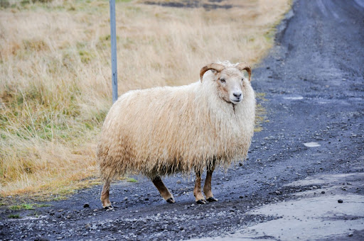 Icelandic sheep standing on paved road.