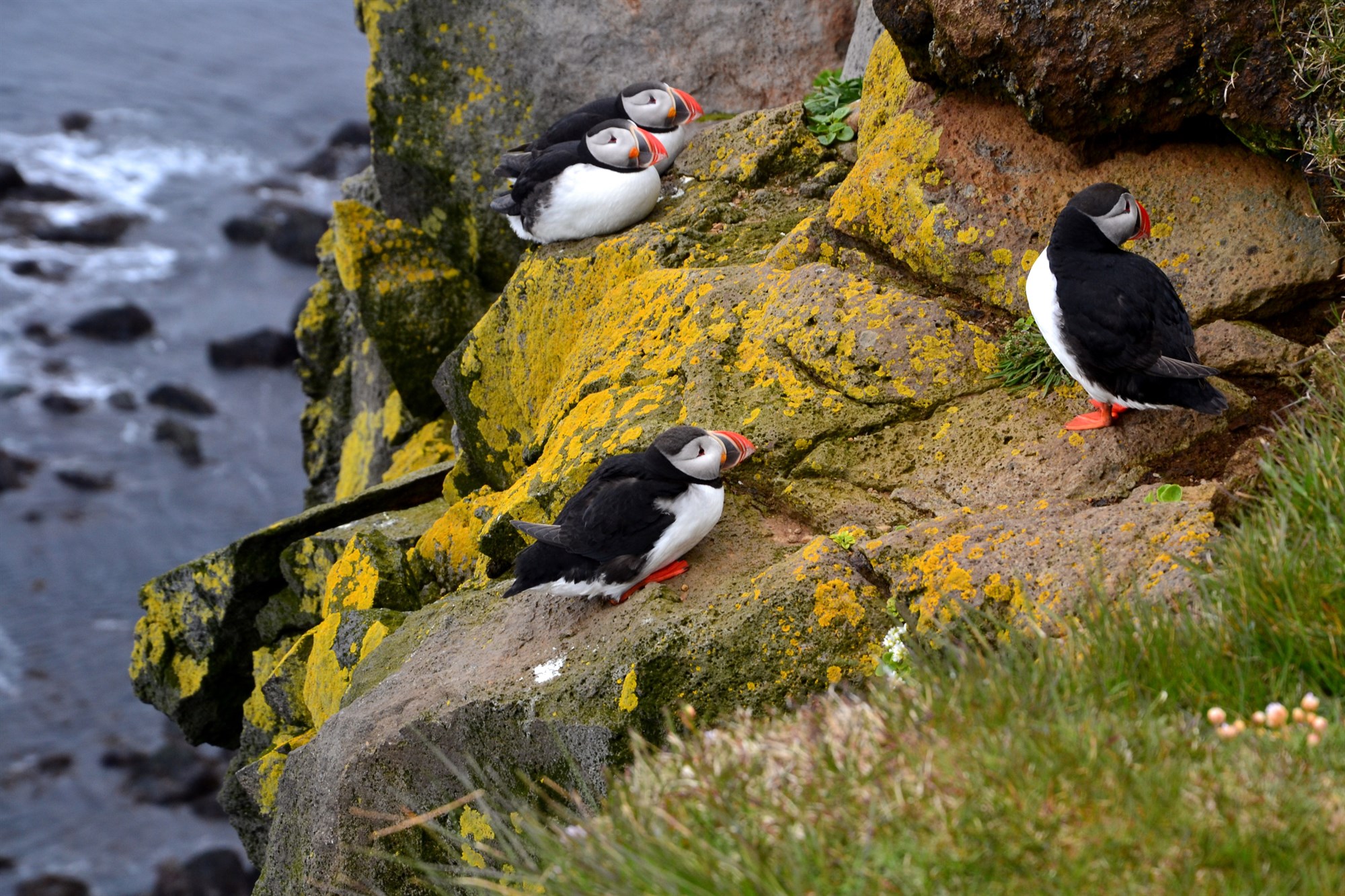 Atlantic puffins on rocky cliffs of Iceland in August