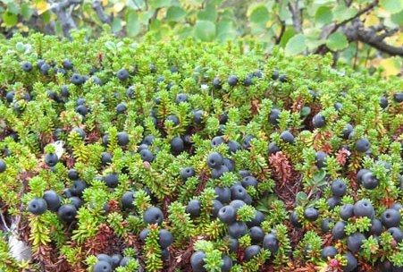 Icelandic blueberries