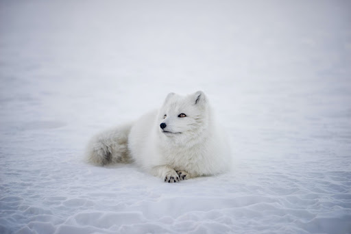 White fox in Iceland laying on snowy ground