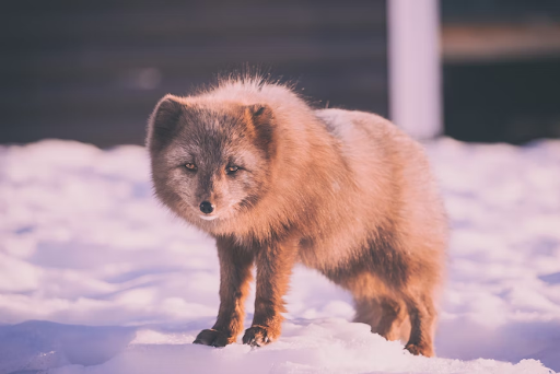 Arctic fox in the snow, Iceland.